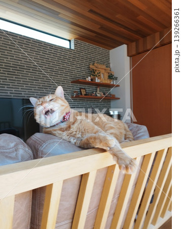 あくびをする茶トラ猫 あくびをする茶トラ猫 139266361