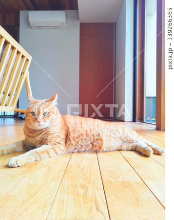 スフィンクス座りをする茶トラ猫 スフィンクス座りをする茶トラ猫 139266365