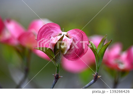 ハナミズキの花 ハナミズキの花 139266426