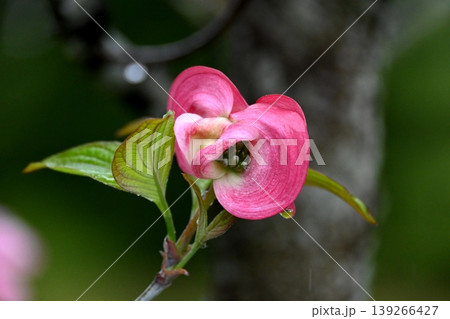 ハナミズキの花 ハナミズキの花 139266427