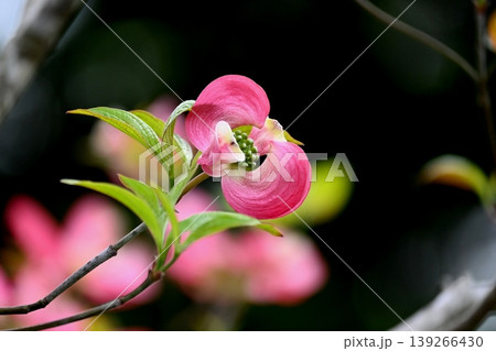 ハナミズキの花 ハナミズキの花 139266430