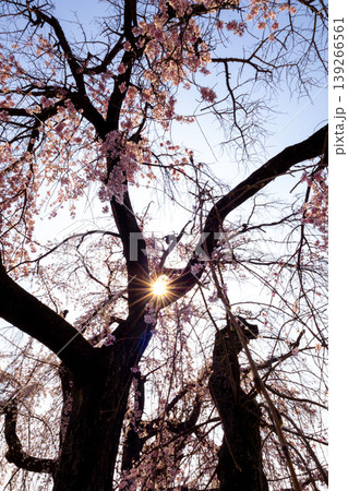 青空と垂れ桜 青空と垂れ桜 139266561