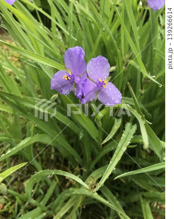 雨に濡れるムラサキツユクサの花 雨に濡れるムラサキツユクサの花 139266614