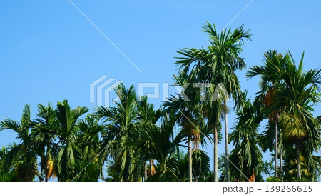 Row of Tropical Areca Palm Trees Against Clear Blue Sky Row of Tropical Areca Palm Trees Against Clear Blue Sky 139266615