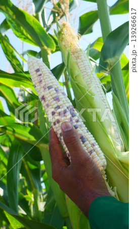 Hand Holding Fresh Bi-color Waxy Corn Cob in Agricultural Field 139266617