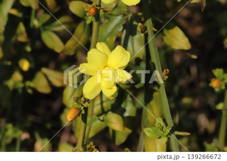 春の公園に咲く黄色いウンナンオウバイ(オウバイモドキ)の花 春の公園に咲く黄色いウンナンオウバイ(オウバイモドキ)の花 139266672