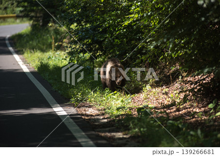 Wild brown bear on a forest countryroad Wild brown bear on a forest countryroad 139266681