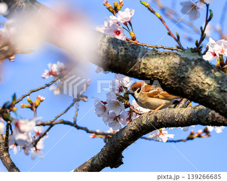 桜とスズメ 桜とスズメ 139266685