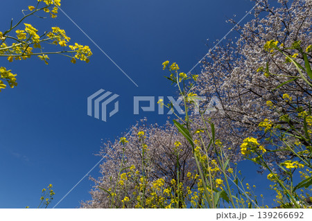 桜と菜の花 桜と菜の花 139266692