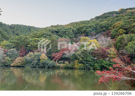 田原市の滝頭公園の紅葉の風景(愛知県) 田原市の滝頭公園の紅葉の風景(愛知県) 139266706