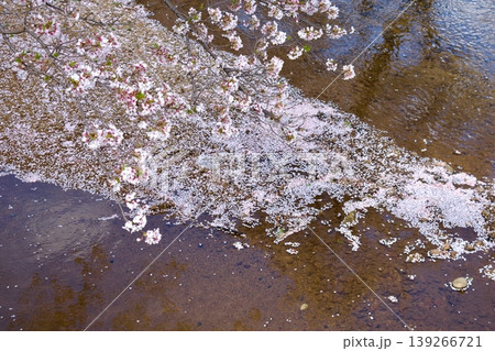 満開の染井吉野と清流に降り積もる桜の花びら 139266721