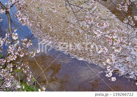 満開の染井吉野と清流に降り積もる桜の花びら 満開の染井吉野と清流に降り積もる桜の花びら 139266722