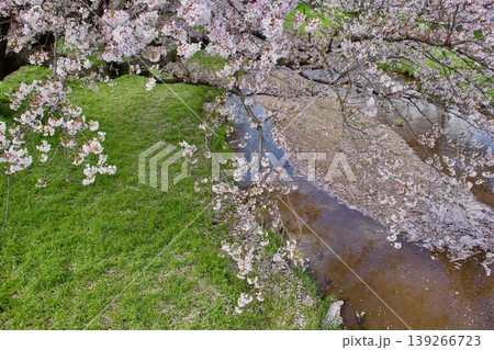 満開の染井吉野と清流に降り積もる桜の花びら 満開の染井吉野と清流に降り積もる桜の花びら 139266723