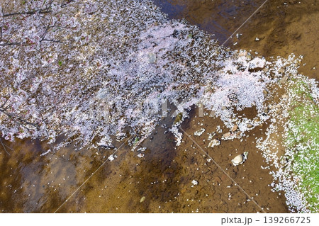 満開の染井吉野と清流に降り積もる桜の花びら 139266725