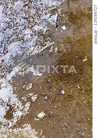 満開の染井吉野と清流に降り積もる桜の花びら 139266727
