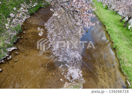 満開の染井吉野と清流に降り積もる桜の花びら 満開の染井吉野と清流に降り積もる桜の花びら 139266728