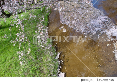 満開の染井吉野と清流に降り積もる桜の花びら 139266730