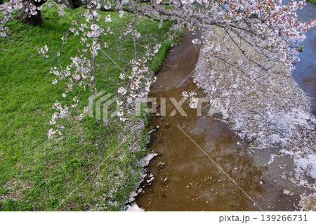 満開の染井吉野と清流に降り積もる桜の花びら 139266731