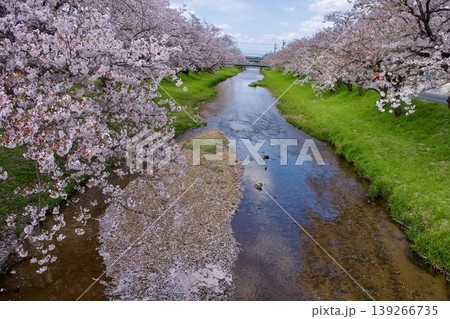 満開の染井吉野と清流に降り積もる桜の花びら 満開の染井吉野と清流に降り積もる桜の花びら 139266735