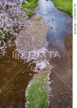 満開の染井吉野と清流に降り積もる桜の花びら 139266738