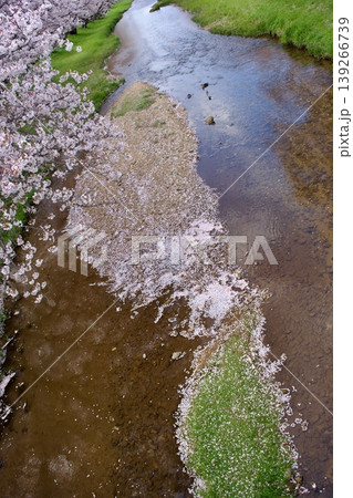 満開の染井吉野と清流に降り積もる桜の花びら 139266739