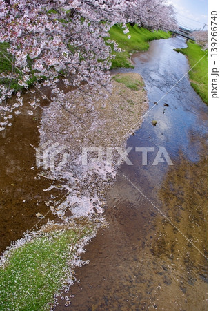 満開の染井吉野と清流に降り積もる桜の花びら 満開の染井吉野と清流に降り積もる桜の花びら 139266740
