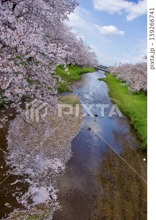 満開の染井吉野と清流に降り積もる桜の花びら 満開の染井吉野と清流に降り積もる桜の花びら 139266741