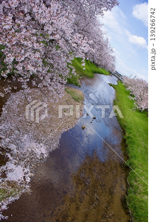 満開の染井吉野と清流に降り積もる桜の花びら 139266742