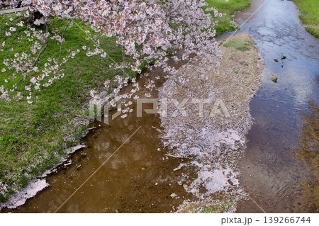 満開の染井吉野と清流に降り積もる桜の花びら 139266744