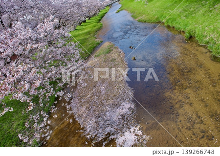満開の染井吉野と清流に降り積もる桜の花びら 139266748