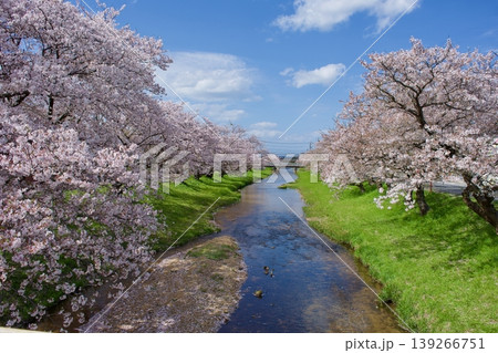 満開の染井吉野と清流に降り積もる桜の花びら 満開の染井吉野と清流に降り積もる桜の花びら 139266751