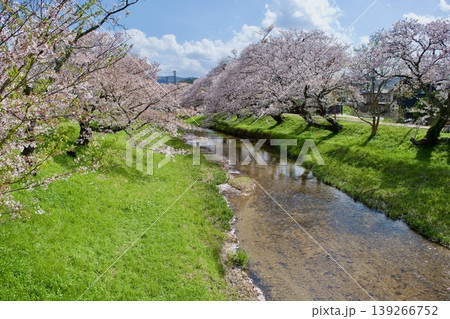 満開の染井吉野と清流に降り積もる桜の花びら 満開の染井吉野と清流に降り積もる桜の花びら 139266752