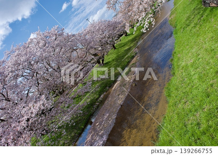 満開の染井吉野と清流に降り積もる桜の花びら 139266755