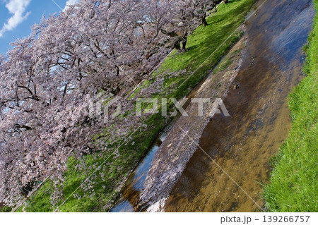満開の染井吉野と清流に降り積もる桜の花びら 139266757