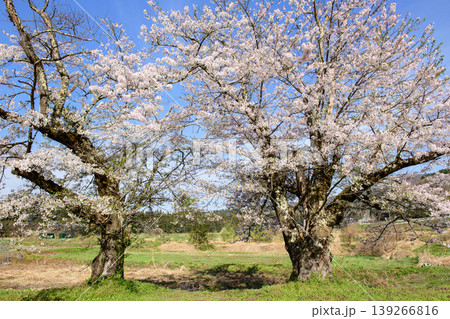 日中線記念館 熱塩駅前二本の桜 福島県 日中線記念館 熱塩駅前二本の桜 福島県 139266816