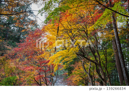 森町の遠江国一宮小國神社の紅葉の風景(静岡県) 森町の遠江国一宮小國神社の紅葉の風景(静岡県) 139266834