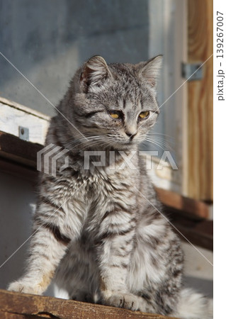 Cat in the morning... 139267007