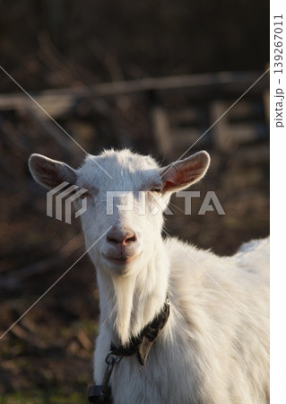 The little goat is looking at you... The little goat is looking at you... 139267011