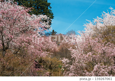 善峯寺の桜 善峯寺の桜 139267061