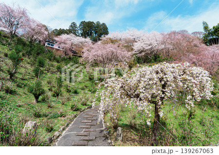 善峯寺の桜 善峯寺の桜 139267063
