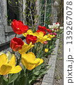 春の花壇に咲き誇る色とりどりのチューリップ 139267078
