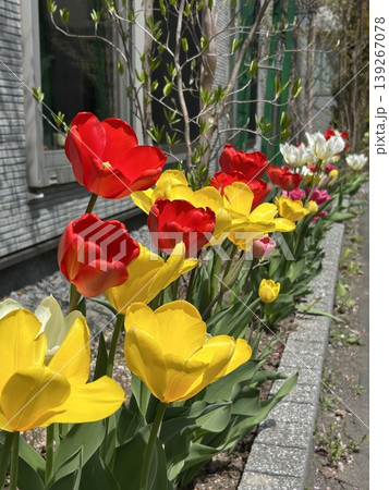 春の花壇に咲き誇る色とりどりのチューリップ 春の花壇に咲き誇る色とりどりのチューリップ 139267078