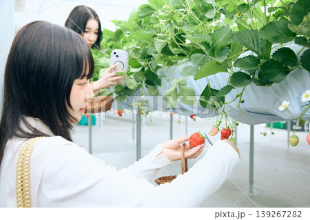 いちご狩りを楽しむ若い女性二人組・ハウス栽培の苺を収穫しスマホで撮影する友人同士のレジャー 139267282