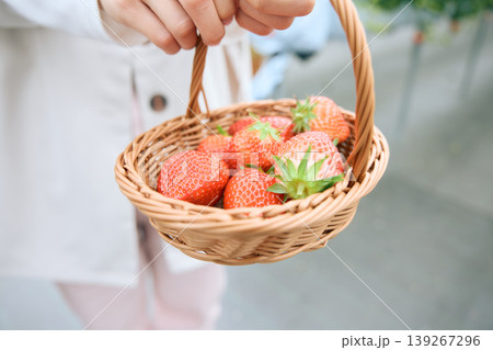いちご狩りで摘みたての苺をかごに入れて持つ手元・新鮮な真っ赤なストロベリーと小さなバスケット 139267296