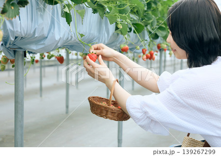 いちご狩りを楽しむ若い女性・ハウス栽培の高設栽培で苺を摘み取る笑顔の女性と籠 139267299