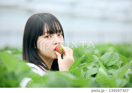 いちご狩りで摘みたての苺を頬張る若い女性・ビニールハウスの苺農園で楽しむ休日のレジャー体験 139267307