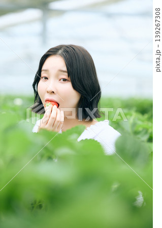 いちご狩りで摘みたての苺を頬張る若い女性・ビニールハウスの中で楽しむフルーツ狩り体験 いちご狩りで摘みたての苺を頬張る若い女性・ビニールハウスの中で楽しむフルーツ狩り体験 139267308