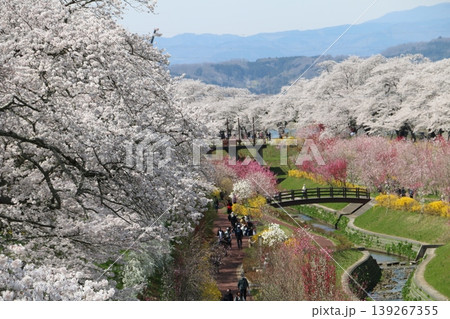 一目千本桜を引き立てる色とりどりの春の花 139267355