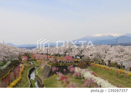 一目千本桜を引き立てる色とりどりの春の花 一目千本桜を引き立てる色とりどりの春の花 139267357