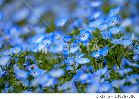 ネモフィラの花畑 ネモフィラの花畑 139267386